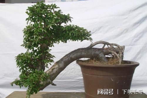 這種樹農民把它當綠籬，殊不知是上好盆景材料，精品上萬